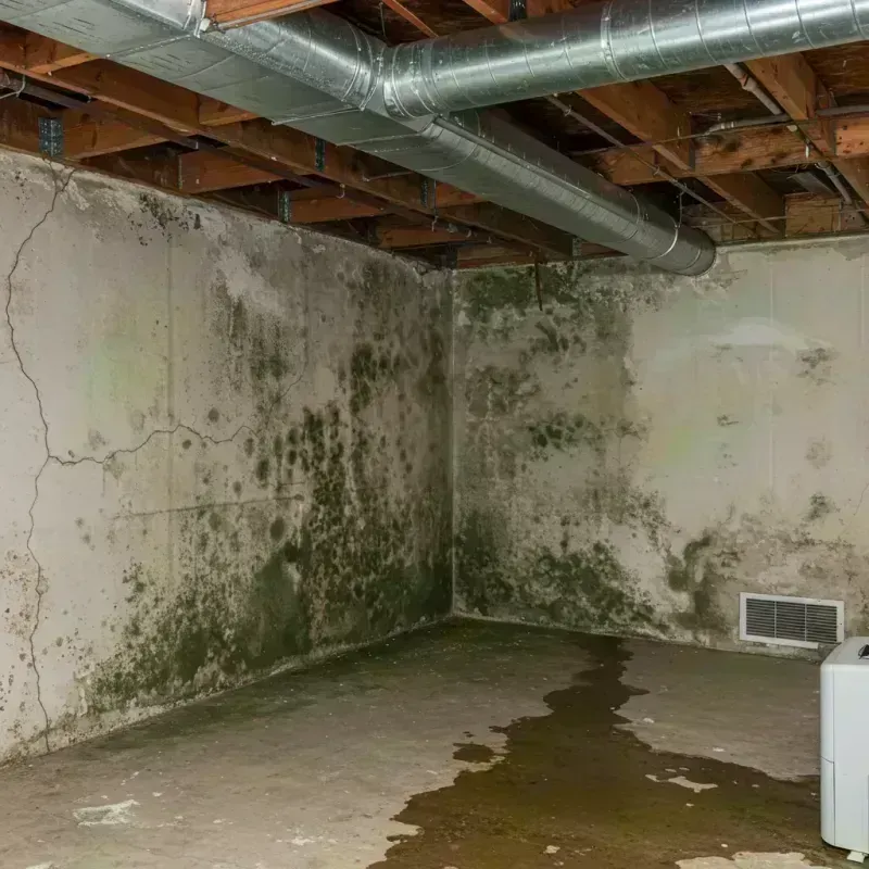 Professional Mold Removal in Laytonville, CA